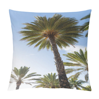 Personality  Vibrant Sunshine Among A Group Of Palm Trees On A Sunny Day In Miami Beach. Pillow Covers