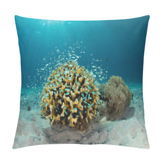 Personality  Damselfish And Coral Pillow Covers