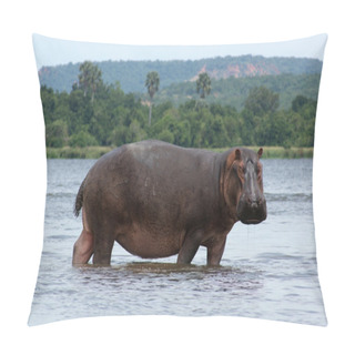 Personality  Hippo In Africa Pillow Covers
