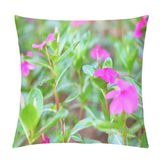 Personality   Catharanthus Roseus Or Madagascar Periwinkle Flower Blooming In The Garden. Pillow Covers