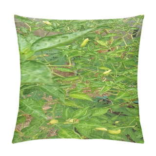 Personality  A Thriving Garden Abundant With Green Plants, Gracefully Nestled Beside A Charming Wooden Fence, A Serene Natural Oasis Pillow Covers