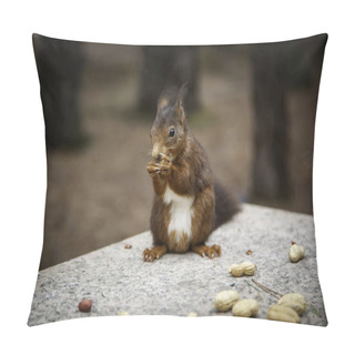 Personality  Detail Of Feeding A Wild Animal In The Forest, Fauna And Nature Pillow Covers
