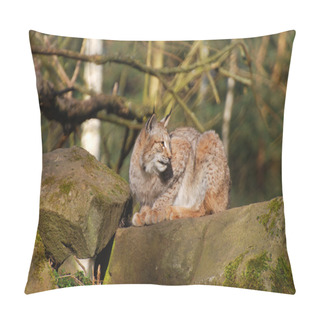 Personality  European Lynx Pillow Covers