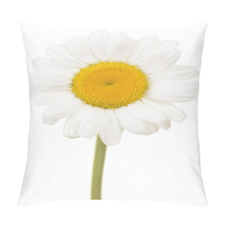 Personality  Great White Daisy Flower Head With Stem Isolated On A White Background Pillow Covers