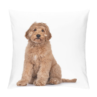 Personality  Cute 4 Months Young Labradoodle Dog, Sitting Side Ways. Looking At Camera With Shiny Eyes. Isolated On White Background. Pillow Covers