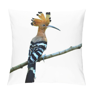 Personality  Eurasian Hoopoe Or Common Hoopoe With Crested Up And Nice Perching On The Branch, Bird, Upupa Epops, Isolated On White Background Pillow Covers