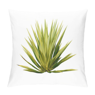 Personality  Agave Plant Isolated On White Background. Pillow Covers