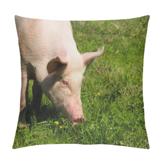 Personality  Pig Eating On Pasture Pillow Covers
