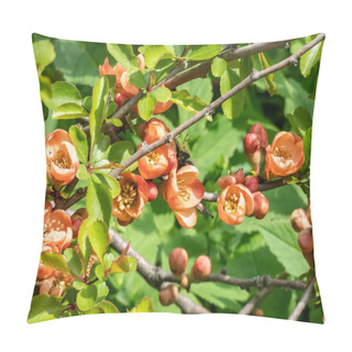 Personality  Close-up Shot Of Orange Quince (cydonia) Flowers And Buds On Branches Of Bush Surrounded With Green Leaves In Bright Sunlight In Spring Pillow Covers