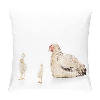 Personality  Hen Looking At Cute Little Chickens Isolated On White Pillow Covers
