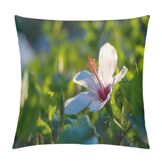 Personality  White Kauai Rosemallow (Hibiscus Waimeae) Flower On A Blurred Background. Pillow Covers