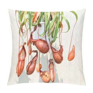 Personality  Beautiful Pitcher Carnivorous Plant Pot In Vietnam Pillow Covers