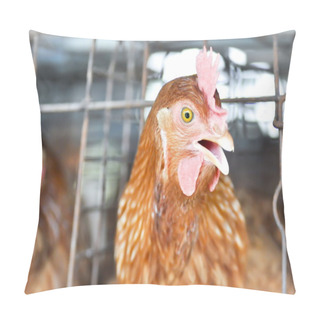 Personality  Hen , Cock,chicken Pillow Covers