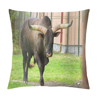 Personality  Watusi Bull On A Meadow Pillow Covers