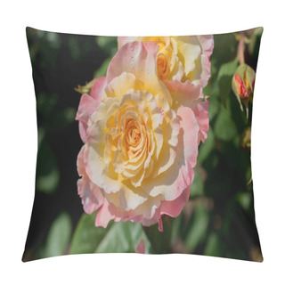 Personality  A Closeup Shot Of A Rose Flower Under Sunlight Pillow Covers