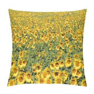 Personality  Sunflowers Field Near Arles  In Provence, France Pillow Covers