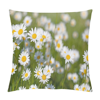 Personality  Flowering Marguerites, Leucanthemum, In The Meadow Pillow Covers