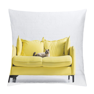Personality  Siamese Cat Looking Away, While Lying On Yellow Sofa With Pillows At Home Pillow Covers