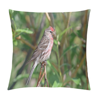Personality  Carduelis Flammea. Common Redpoll Sits Among The Branches Pillow Covers
