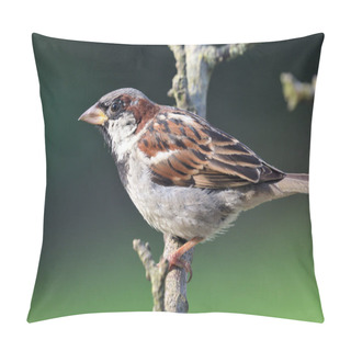 Personality  House Sparrow (passer Domesticus) Pillow Covers