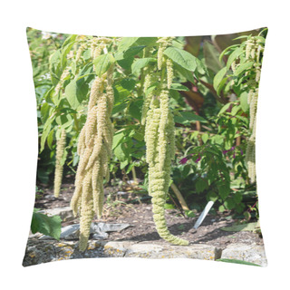 Personality  Close Up Of Love Lies Bleeding (amaranthus Caudatus) Flowers In Bloom Pillow Covers