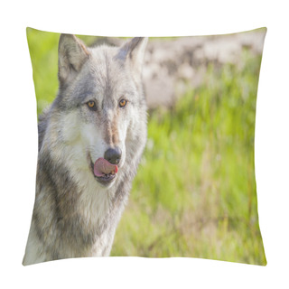 Personality  Male North American Gray Wolf Pillow Covers
