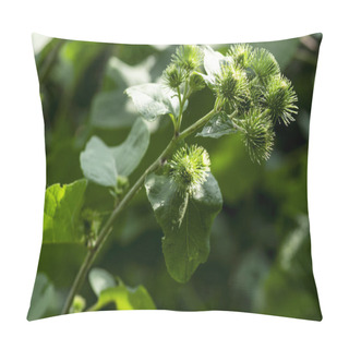 Personality  Useful Plants .Close-up Of Arctium Lappa Beggars Buttons In The Vegetable Garden.Buds Of The Great Burdock Arctium Lappa In Summer. Pillow Covers