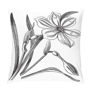 Personality  Poet's Daffodil Or Narcissus Poeticus, Vintage Engraved Illustra Pillow Covers