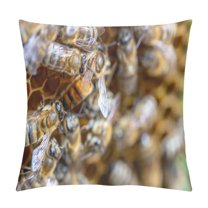 Personality  Many Working Bees On The Surface Of Cells With Honey And Larvae. Backgound, Pillow Covers
