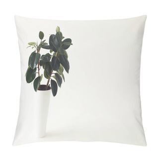 Personality  Potted Ficus Plant Pillow Covers