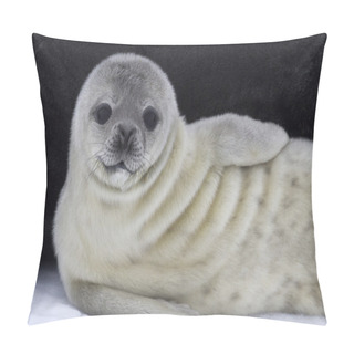 Personality  Weddell Seal Pup Near The Female On The Ice Antarctic Pillow Covers