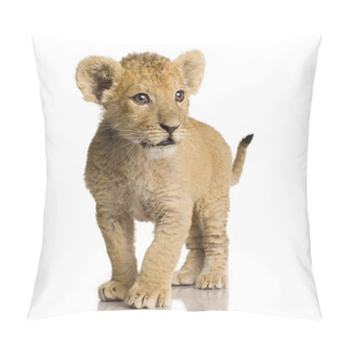 Personality  Lion Cub (3 Months) Pillow Covers