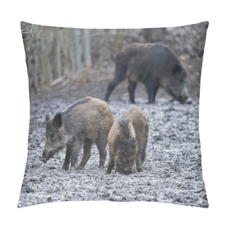 Personality  Wild Hogs Rooting In The Mud In The Evening Pillow Covers