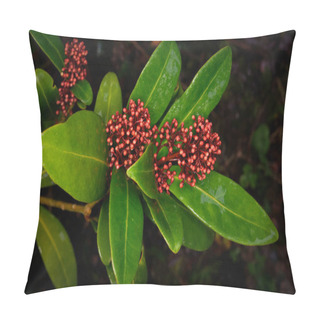 Personality  Budded Inflorescences Of A Skimmia Japonica (Rutaceae) Pillow Covers