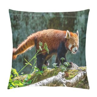 Personality  The Red Panda, Ailurus Fulgens, Also Called The Lesser Panda. Pillow Covers