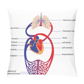 Personality  Circulatory System Pillow Covers