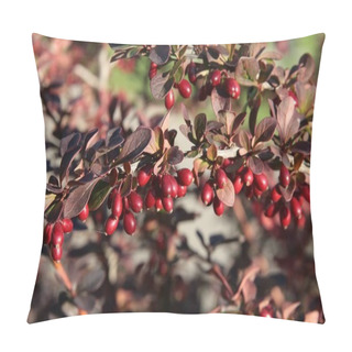 Personality  Red Fruits Of Barberry Bush Pillow Covers