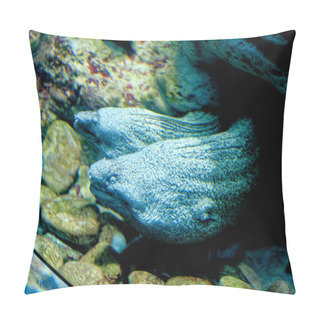 Personality  The Mediterranean Moray Is A Fish Of The Moray Eel Family. Its Bite Can Be Dangerous To Humans. Pillow Covers