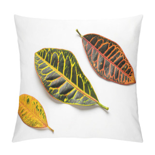 Personality  Three Colorful Croton Homeplant Leaves Isolated On White Background. Pillow Covers