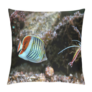 Personality  Side View Of Bluefaced Angelfish (Pomacanthus Xanthometapon) Swimming Pillow Covers