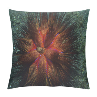 Personality  Urchin Pillow Covers