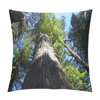 Personality  Plants And Flowers Of The Valdivian Temperate Rainforests In Southern Chile (Chilean Patagonia). The Valdivian Temperate Forest Is An Ecoregion On The West Coast Of Southern South America, And Thus West To The Andes Range, Located Mostly In Chile. Pillow Covers