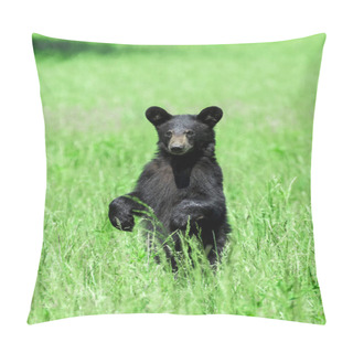 Personality  Vertical Shot Of A North American Black Bear Standing In A Green Field Looking Toward The Camera. Pillow Covers
