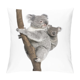 Personality  Koala Bears Climbing Tree, 4 Years Old And 9 Months Old, Phascolarctos Cinereus, In Front Of White Background Pillow Covers