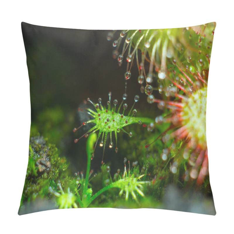 Personality  Sundew - Tentacles Of Little Drosera Aliciae Pillow Covers