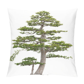 Personality  Elegant Bonsai Elm Tree On White Background Pillow Covers