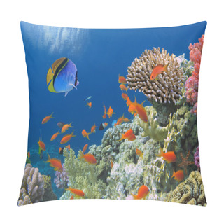Personality  Tropical Fish On Coral Reef In The Red Sea Pillow Covers