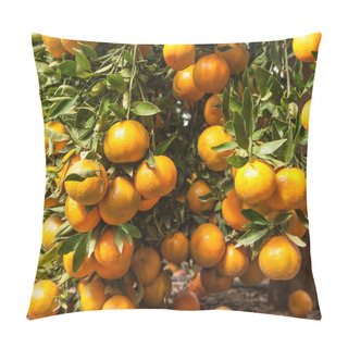 Personality  Ripening Tangerines On Branches Pillow Covers