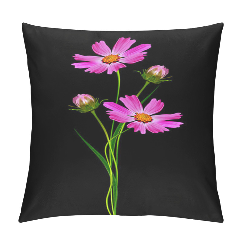 Personality  Flowers cosmos isolated on a black background pillow covers