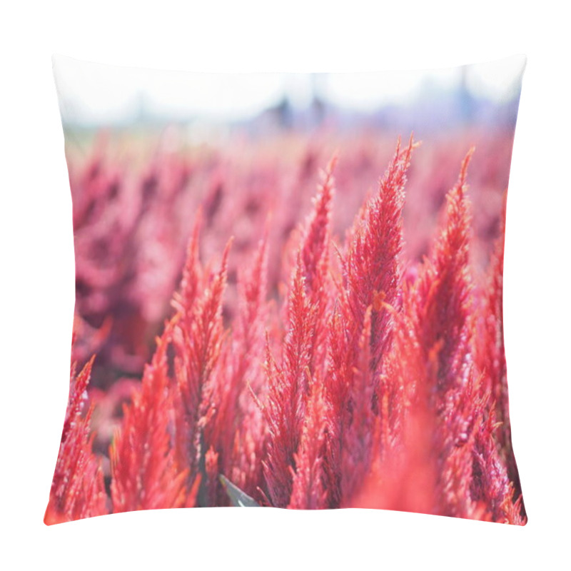Personality  Cocks comb, Foxtail amaranth, red color Celosia argentea AMARANTHACEAE flowers blooming in garden blurred of nature background, Celosia plumose, Plumed Celusia, Wool Flower pillow covers